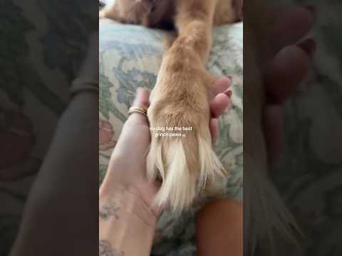 coming home to my golden retriever🥵 goldenretreiver dog ind… サムネイル