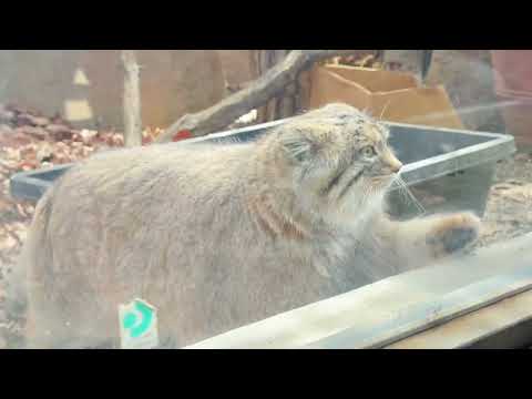 ガラス前 何箇所でもポーズ取ってくれるオリーヴァちゃん　マヌルネコ　埼玉県こども動物自然公園にて　2026年3月7日 サムネイル