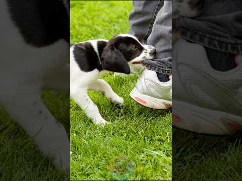 Why Do Puppies Bite So Much shorts dog pets puppy サムネイル