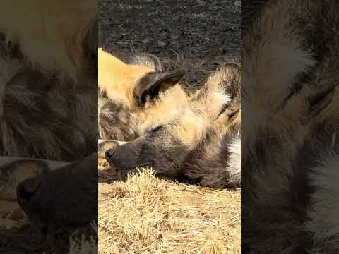 shorts リカオン兄弟　寝てた❣️ 浜松市動物園　IMG 8355