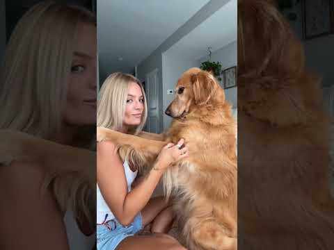 Saying goodbye to grinchtoes😭❤️goldenretriever vlogger vlog…
