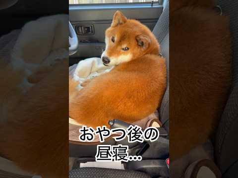 ’26.1.22 力丸のベッドは運転席… 柴犬 shibainu 柴犬のいる暮らし 柴犬の日常 車中泊犬 カメラ目線… サムネイル