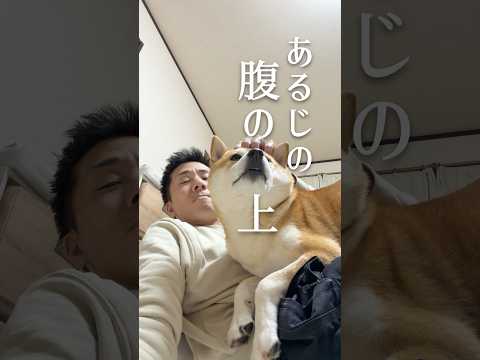 アルピニスト柴犬こむぎ 柴犬 犬 サムネイル