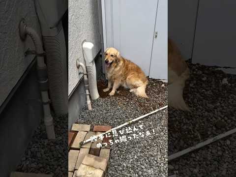 静かな時は穴掘ってる時🪏 ゴールデンレトリバー 大型犬のいる生活 goldenretreiver 大型犬と子供 サムネイル
