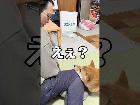 甘えん坊なんだから🩵　柴犬 shorts サムネイル