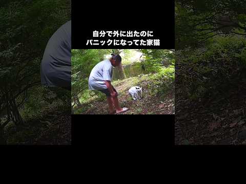 自分で外に出てパニックになって怒ってやっと捕まえた日 猫 脱走猫 家猫 shorts