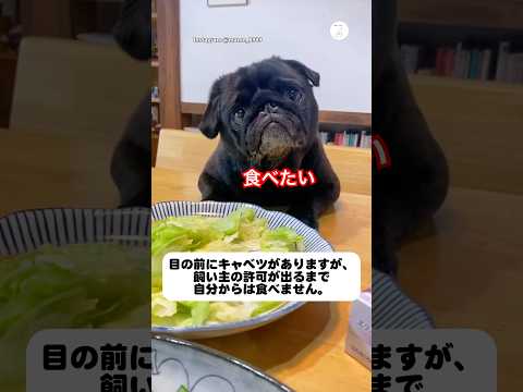 目の前にキャベツ。でも許可が出るまで食べないパグ　　パグ　犬　かわいい犬 かわいい 犬のいる暮らし サムネイル