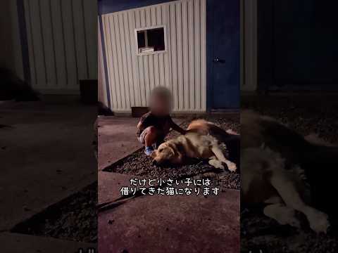 空気がよめるゴールデンレトリバー ゴールデンレトリバー 大型犬のいる生活 goldenretreiver サムネイル