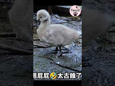 baby black swan 😍 黑天鵝寶寶上岸抖抖尾巴球🤣 cuteanimals taipeizoo 台北市立動… サムネイル