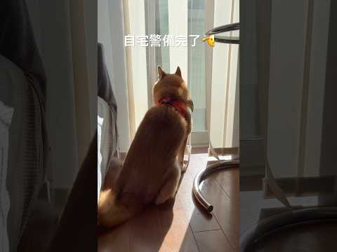 mission complete! dog 柴犬 doggie shibainu shiba 散歩 routines… サムネイル