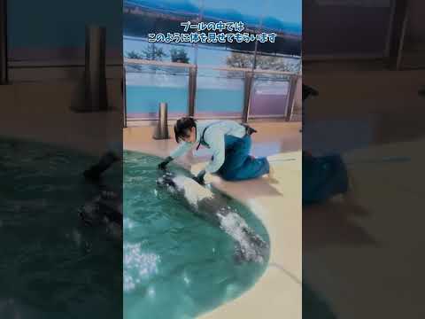 【魚津水族館】アザラシのお食事タイム！✨shorts サムネイル