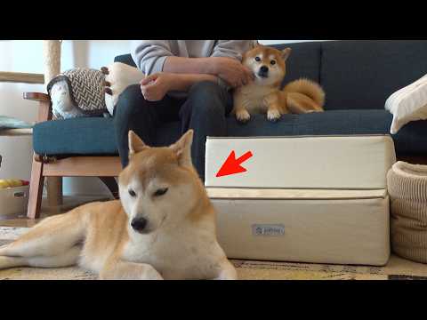 実家の柴犬のクセがヤバすぎる。。 サムネイル