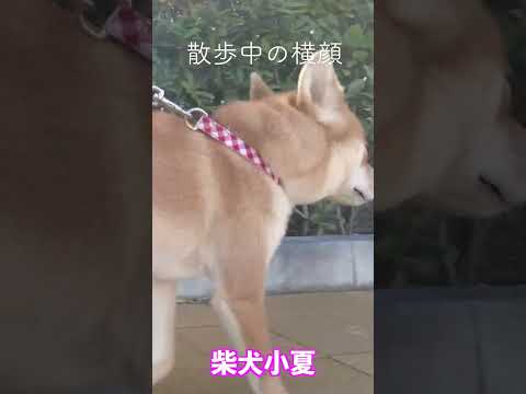 散歩中の横顔 サムネイル