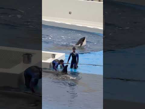 shorts ランちゃんステラさん 10時頃のトレーニング　須磨シーワールドにて　2025年12月25日 サムネイル