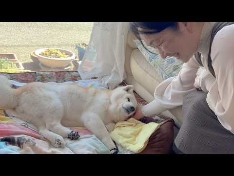 しばらく大好きな母がいなくなるとは知らず呑気にゴロゴロ甘える可愛い柴犬あいたん サムネイル