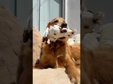 coming home to my golden retriever🥵goldenretreivers dog pup… サムネイル