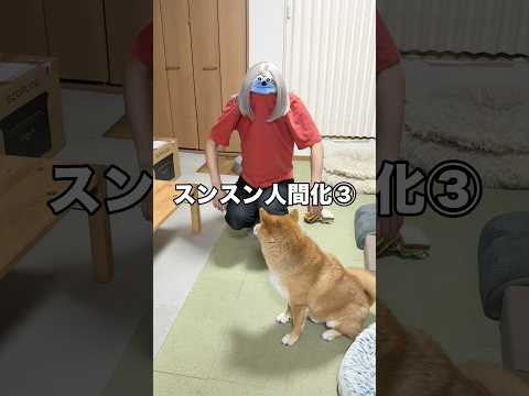 髪色変えてくんなwww 柴犬 スンスン shorts