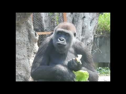 gorilla Tayari 15y old eat shorts T吃地瓜.萵苣。用掉多的水 3-20