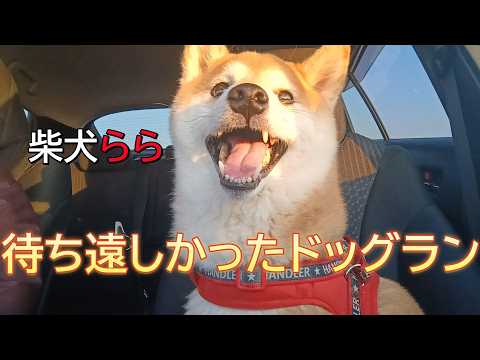 待ち遠しかったドッグラン サムネイル
