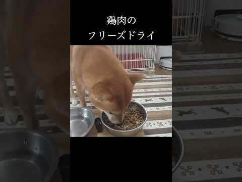 鶏肉のフリーズドライ 神戸 柴犬 shiba shibainu 癒し サムネイル
