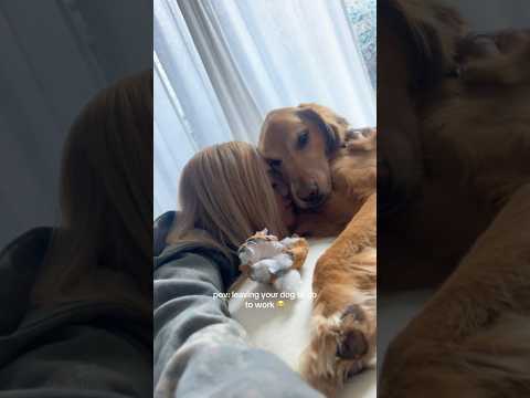 coming home to my golden retriever🥵goldenretreivers dog pup… サムネイル