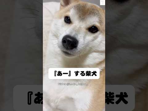 飼い主が「あー」って言ったら真似する柴犬　柴犬　犬　かわいい　犬のいる暮らし 面白い