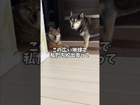孤独な散歩中に柴犬が出会ったのは・・・ サムネイル
