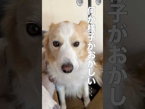 愛犬の様子がおかしいです...【ボーダーコリー・ゴールデンレトリバー】shorts サムネイル