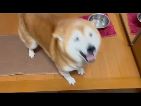 柴犬福 開けた瞬間父母をお出迎えをする留守番限界柴犬🤣Shiba-welcome🤣 サムネイル