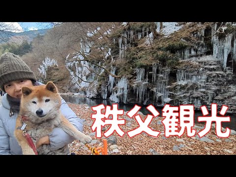 【1079】氷柱を見学する柴犬さん サムネイル