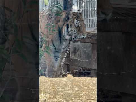 shorts アムールトラ🐯のミシュカくん❣️ 王子動物園　2025年12月27日 サムネイル