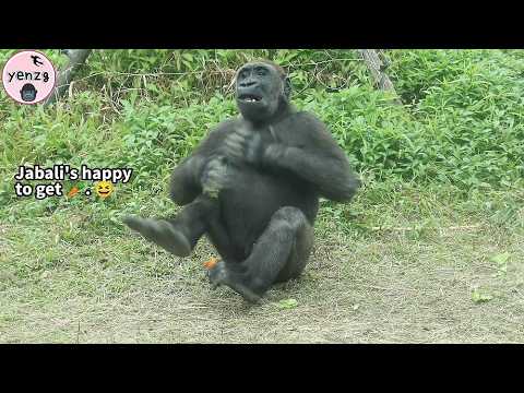 Gorilla Jabali did chest beatingS happily after get big car… サムネイル