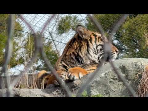 アロナくんと〜マクムルさんきょうだい？　スマトラトラ　東山動植物園にて　2026年3月13日 サムネイル