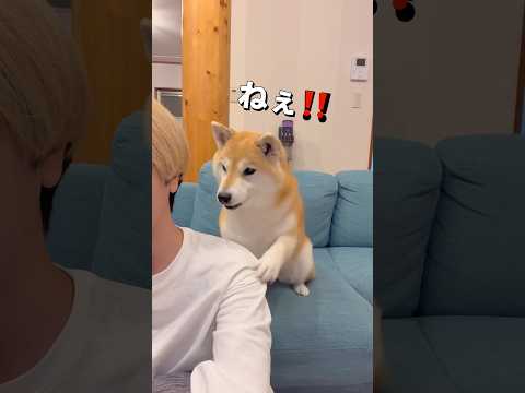 ロックオン🐶✨柴犬 dogshorts サムネイル