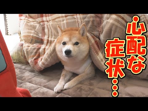 ホルモンの異常のせいなのか、なかなか毛が生えず、異常に寒がる柴犬・・・ サムネイル
