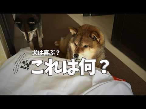 愛犬が喜ぶと思ってクジを引きに行ったら・・・ サムネイル