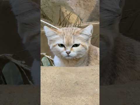 shorts 起きたアミーラちゃん　スナネコ　埼玉県こども動物自然公園 サムネイル