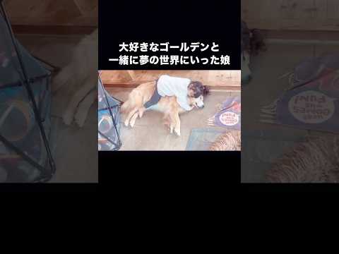 愛犬のことが大好き過ぎて上に乗って一緒にお昼寝しちゃう娘 ゴールデンレトリバー 大型犬 犬と娘 shorts