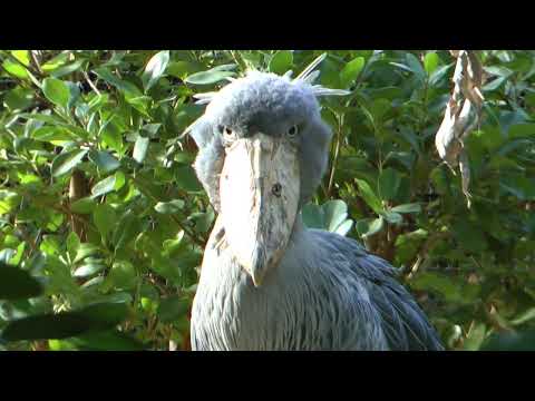 ハシビロコウ　神戸どうぶつ王国　00051 サムネイル