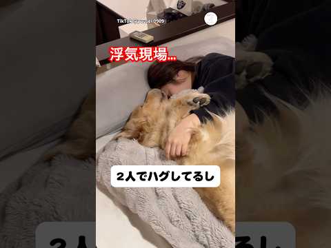 家に帰宅したら彼女が浮気してた…🐶　ゴールデンレトリバー 大型犬　犬　かわいい犬 浮気 サムネイル