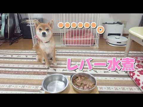 ご馳走の時は長めの「待て」で我慢比べ　ひな鶏レバーの水煮 サムネイル