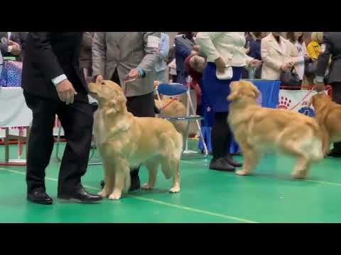 JKC 特別本部展 牝チャンピオンからキャッシブウイナー、ベストビッチ、BOB、ジュニアBOB、ベテランBOB迄 サムネイル