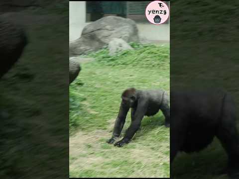 Jabali sliding on grass,cute belly😆 gorilla gorillatag taip… サムネイル