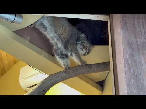 屋根裏部屋にオトちゃん　マヌルネコ　埼玉県こども動物自然公園にて　2026年3月6日 サムネイル