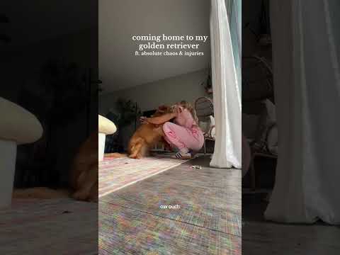 coming home to my golden retriever🥵goldenretreivers dog pup… サムネイル