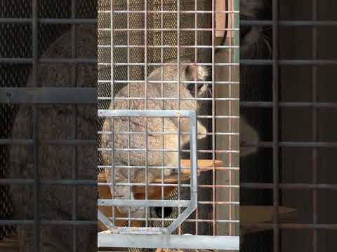 shorts マヌルネコのイーリスくん　王子動物園　2025年12月27日 サムネイル