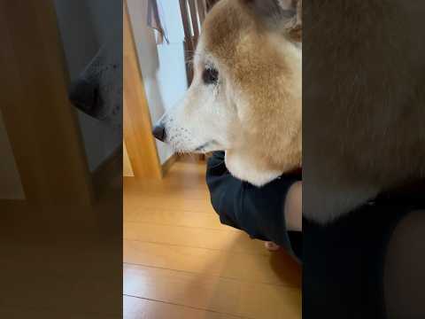 柴犬福 姉に好き？と聞かれた時の柴犬の反応🤣Sister and Shiba🤣姉と柴 shorts funny fun… サムネイル
