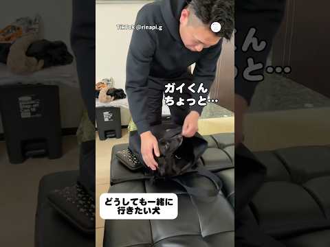 バッグで待機中‼️絶対に一緒に行きたい犬　　　　　　ミニチュアダックスフンド 犬　かわいい犬 いぬ　犬のいる暮らし サムネイル