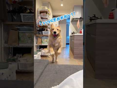 (📞^o^)＜ﾌｶﾞﾌｶﾞﾌｶﾞﾌｶﾞﾌﾞﾌｫ！！大型犬 ゴールデンレトリバー サムネイル