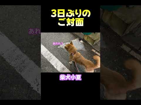 3日ぶりのご対面 神戸 柴犬 癒し サムネイル